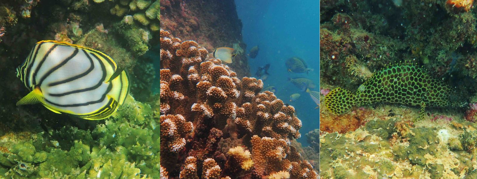 Hambantota Port : A Marine Biodiversity Hotspot